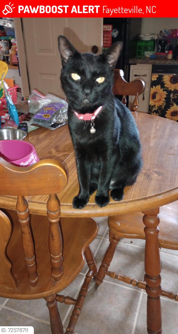 Lost Female Cat last seen Phoenician Dr/Vineland Dr Fayetteville NC 28306, Fayetteville, NC 28306