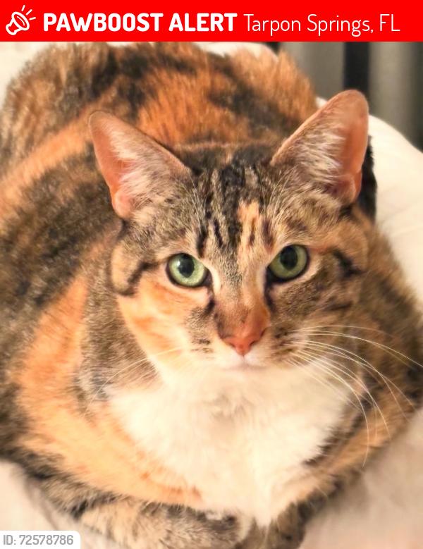 Lost Female Cat last seen Near S.Highland Ave, Tarpon Springs, FL 34689