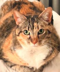 Lost Female Cat last seen Near S.Highland Ave, Tarpon Springs, FL 34689