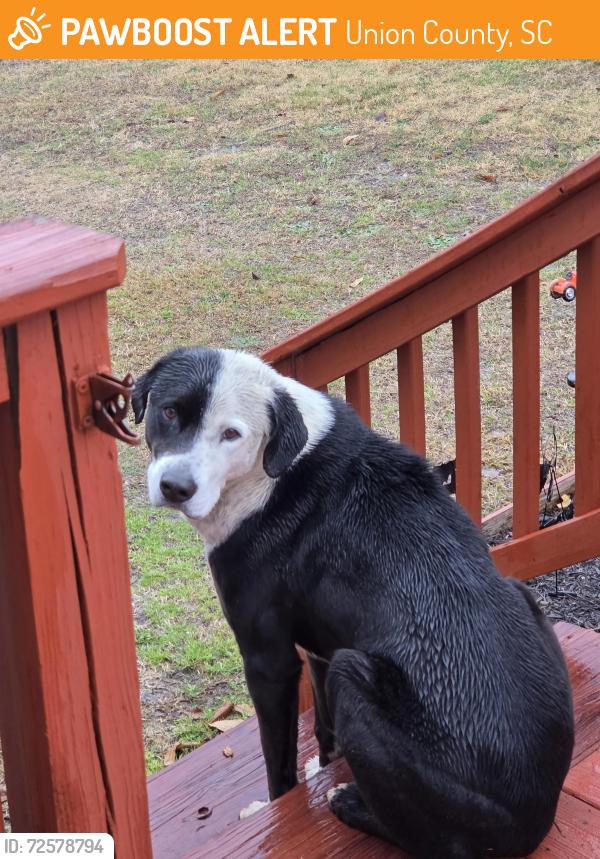 Found/Stray Male Dog last seen Mount Lebanon Road and Tucker Rd in Buffalo, SC, Union County, SC 29374