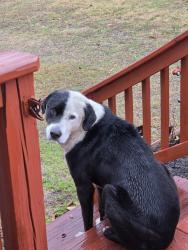 Found/Stray Male Dog last seen Mount Lebanon Road and Tucker Rd in Buffalo, SC, Union County, SC 29374