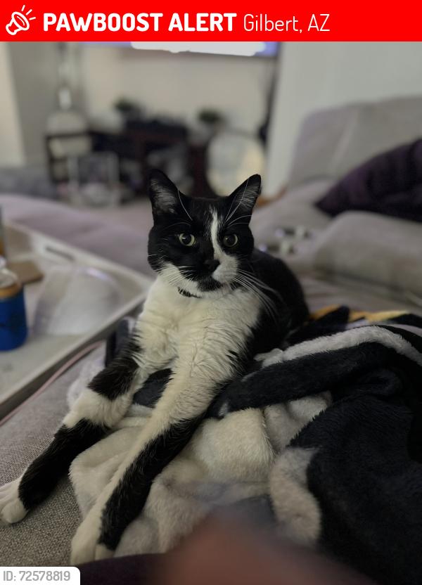 Lost Male Cat last seen Pecos and Val Vista, Gilbert, AZ 85295