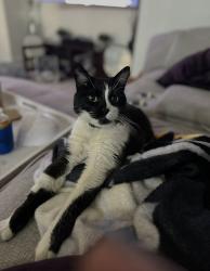 Lost Male Cat last seen Pecos and Val Vista, Gilbert, AZ 85295