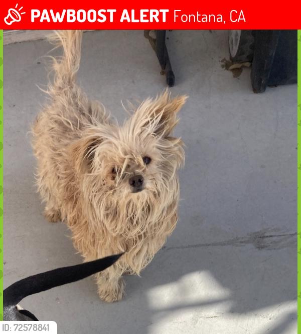 Lost Male Dog last seen Upland ave, laurel , Fontana, CA 92335