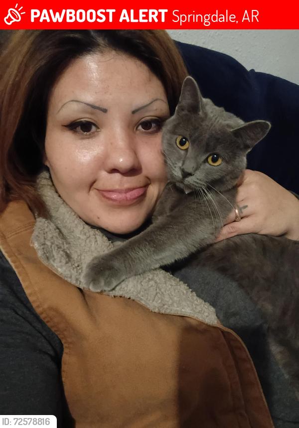 Lost Female Cat last seen Near habberton Rd Springdale , Springdale, AR 72764
