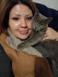 Lost Female Cat last seen Near habberton Rd Springdale , Springdale, AR 72764