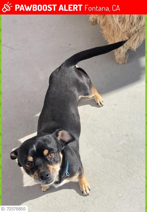 Lost Male Dog last seen Upland ave, laurel , Fontana, CA 92335