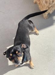 Lost Male Dog last seen Upland ave, laurel , Fontana, CA 92335