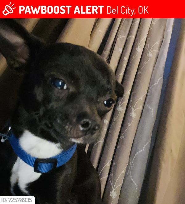 Lost Male Dog last seen Bryant se 15th street , Del City, OK 73115