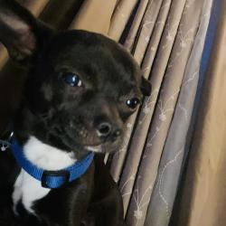 Lost Male Dog last seen Bryant se 15th street , Del City, OK 73115
