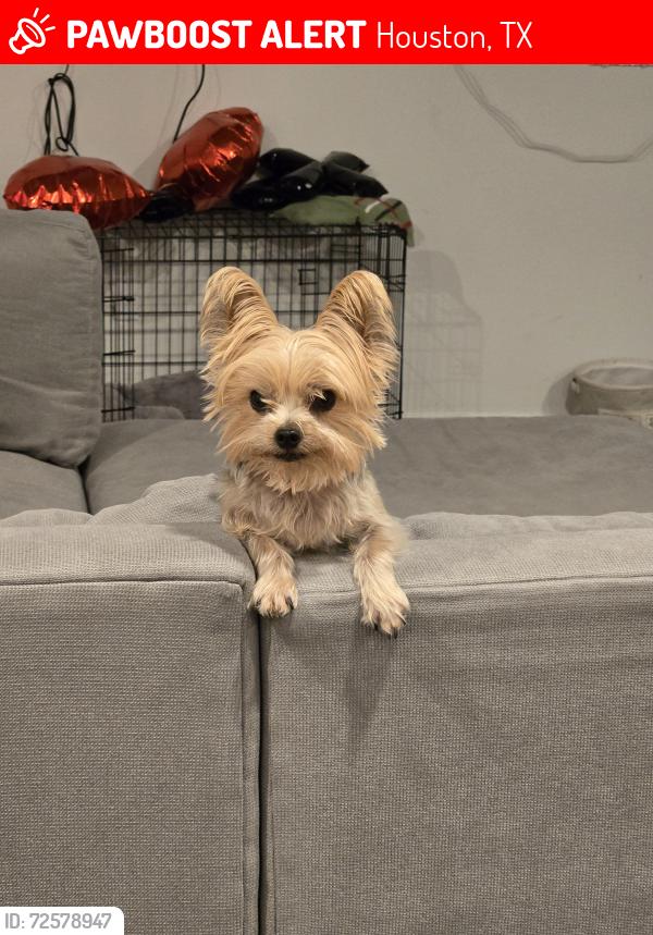 Lost Female Dog last seen Villas de Estrella, Richey Rd & Hardy, Houston, TX 77073