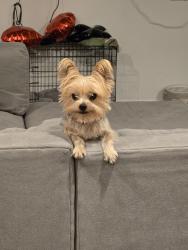 Lost Female Dog last seen Villas de Estrella, Richey Rd & Hardy, Houston, TX 77073