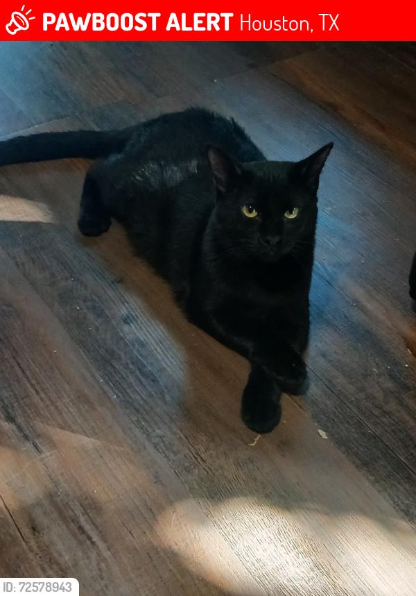 Lost Male Cat last seen Market Place near Pet Smart, Houston, TX 77389