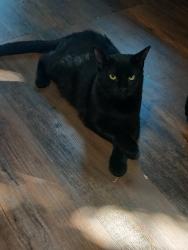 Lost Male Cat last seen Market Place near Pet Smart, Houston, TX 77389