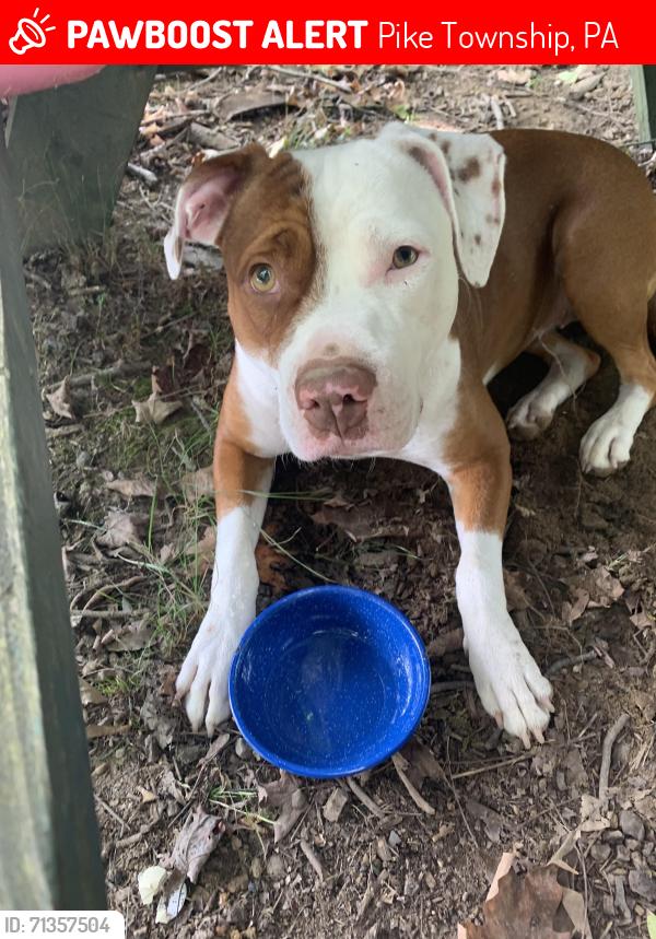 Lost Female Dog last seen Lobachsville Rd & Long Ln,, Pike Township, PA 19547