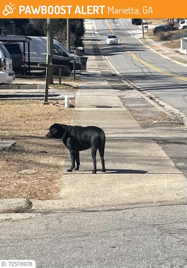 Found/Stray Unknown Dog last seen Bolan Street SE & Gramling Street SE, Marietta, GA 30008