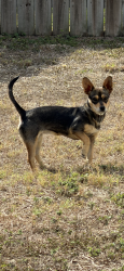 Found/Stray Female Dog last seen Veterans memorial highschool , Mission, TX 78574