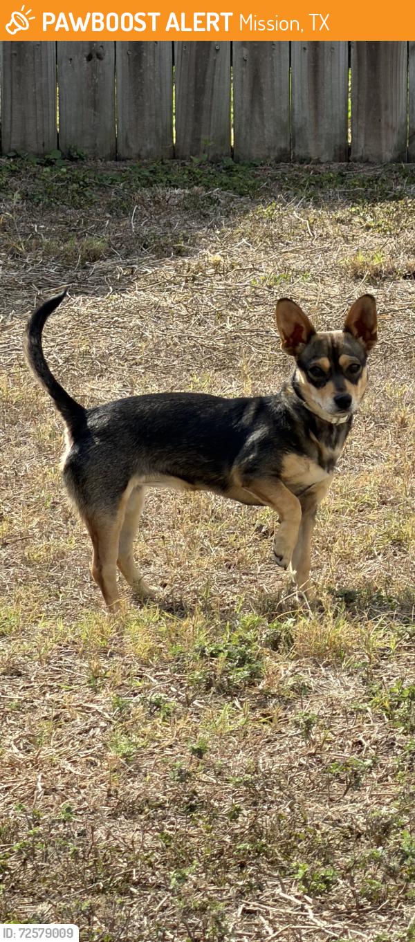 Found/Stray Female Dog last seen Veterans memorial highschool , Mission, TX 78574