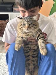Lost Male Cat last seen Apts, San Antonio, TX 78251