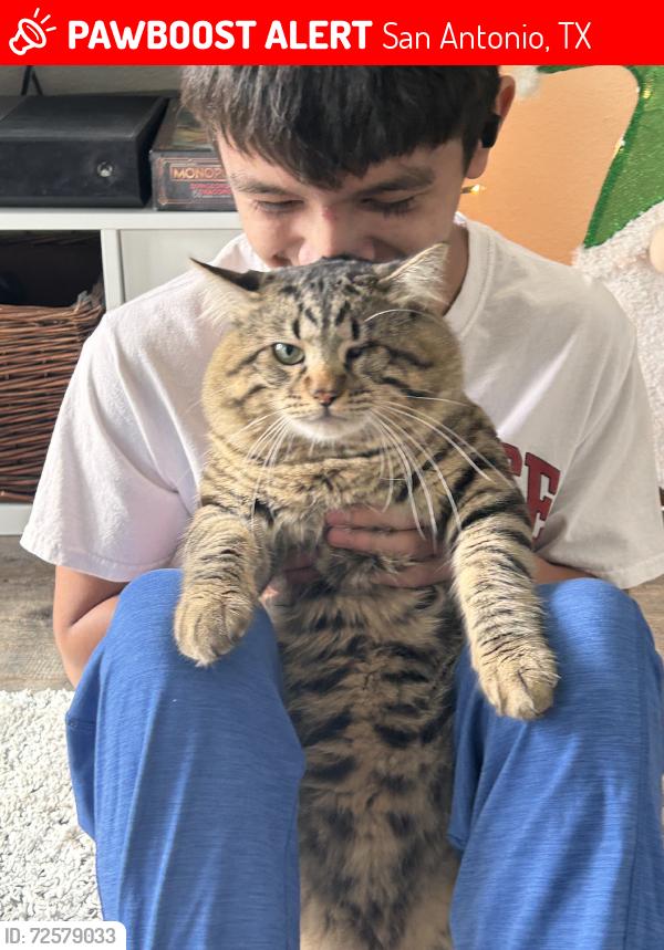 Lost Male Cat last seen Apts, San Antonio, TX 78251