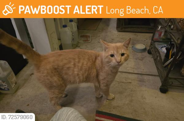 Found/Stray Male Cat last seen Wardlow Rd and Cherry, Long Beach, CA 90831