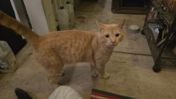 Found/Stray Male Cat last seen Wardlow Rd and Cherry, Long Beach, CA 90831