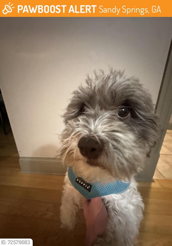 Found/Stray Female Dog last seen Sandy Springs / Dunwoody / Brandon Mills, Sandy Springs, GA 30350