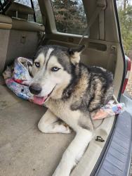 Found/Stray Male Dog last seen Co rd 81, AL-157, AL 35605
