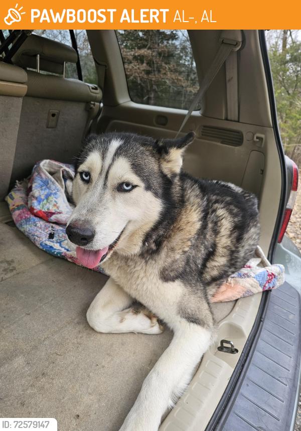 Found/Stray Male Dog last seen Co rd 81, AL-157, AL 35605