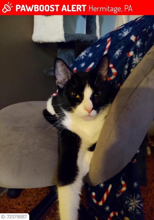 Lost Male Cat last seen pennwood estates, Hermitage, PA 16148