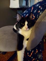 Lost Male Cat last seen  pennwood estates, Hermitage, PA 16148