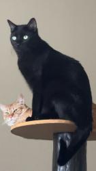 Lost Male Cat last seen Near n 25th Ave, Phoenix, AZ 85023