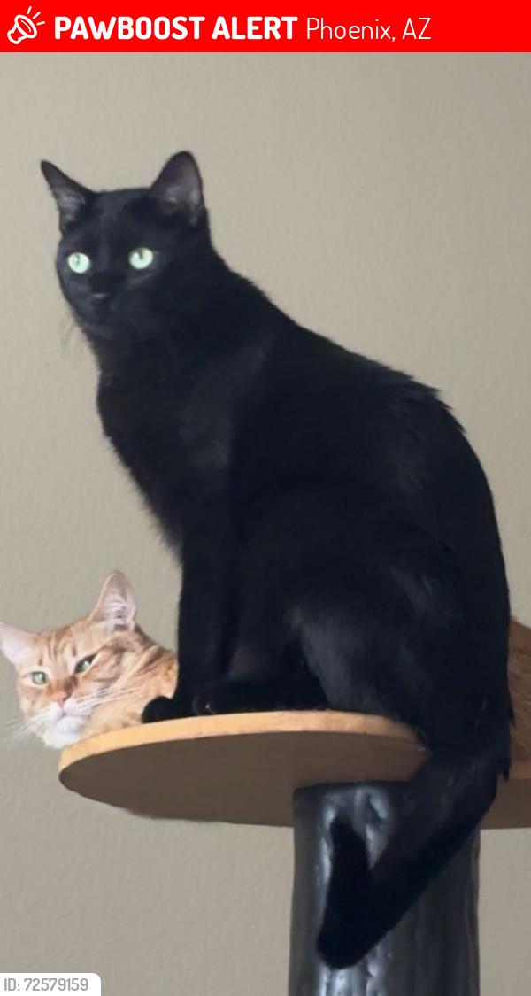 Lost Male Cat last seen Near n 25th Ave, Phoenix, AZ 85023