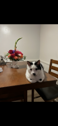 Lost Male Cat last seen Woodman and chase, Los Angeles, CA 91331