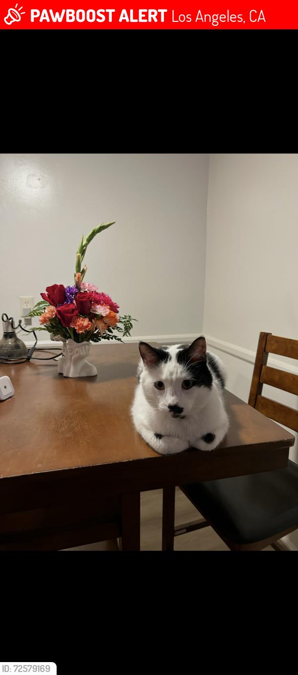 Lost Male Cat last seen Woodman and chase, Los Angeles, CA 91331