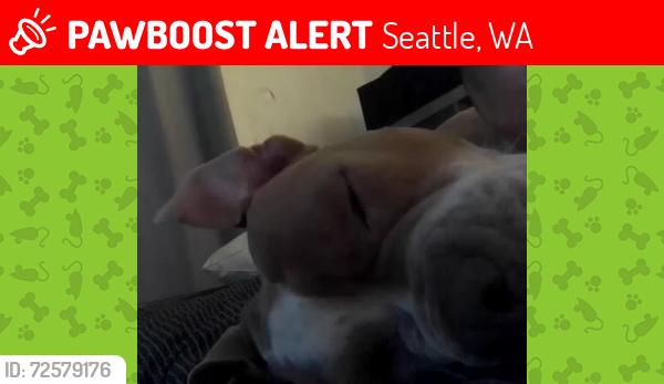 Lost Male Dog last seen Fred myers, Seattle, WA 98107