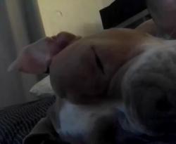 Lost Male Dog last seen Fred myers, Seattle, WA 98107