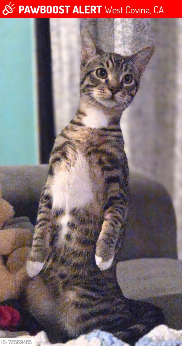 Lost Male Cat last seen La Puente Rd & S Sentous Ave near Friendship Park, West Covina, CA 91792
