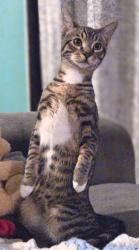 Lost Male Cat last seen La Puente Rd & S Sentous Ave near Friendship Park, West Covina, CA 91792