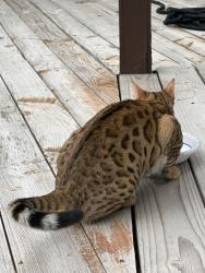 Found/Stray Unknown Cat last seen Valley Circle and Woolsey Cyn Rd, Woolsey Canyon Rd, CA 91304