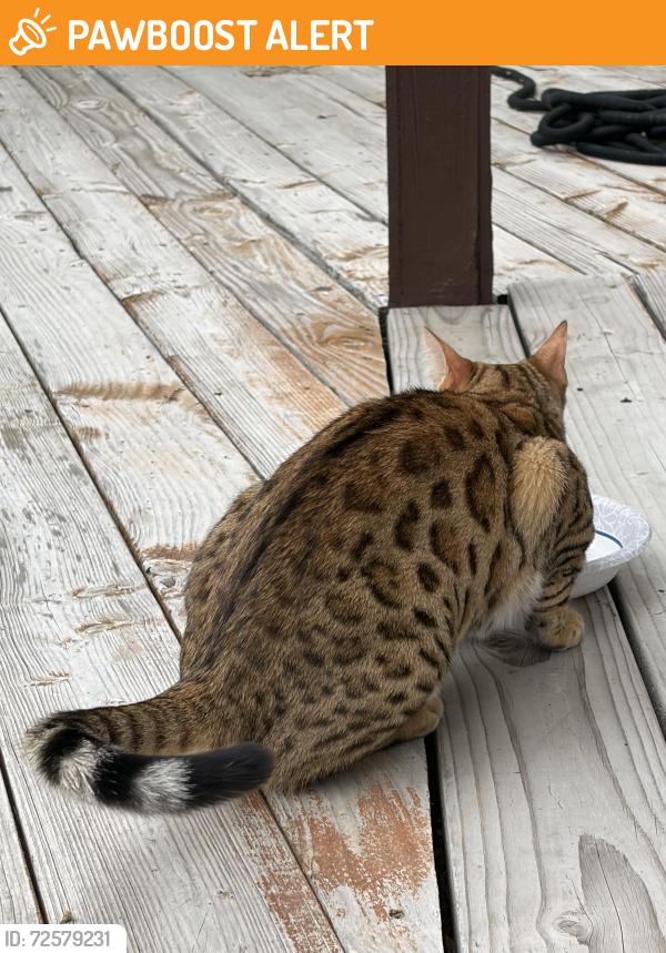 Found/Stray Unknown Cat last seen Valley Circle and Woolsey Cyn Rd, Woolsey Canyon Rd, CA 91304