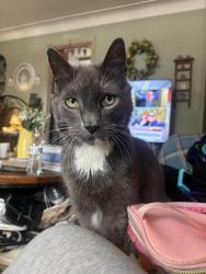 Lost Male Cat last seen Byrne, daleford and frampton, Toledo, OH 43614