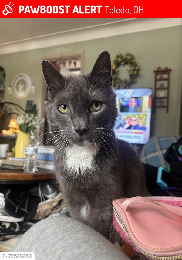 Lost Male Cat last seen Byrne, daleford and frampton, Toledo, OH 43614