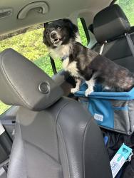 Lost Male Dog last seen Troy Center Rd, Troy, ME 04987