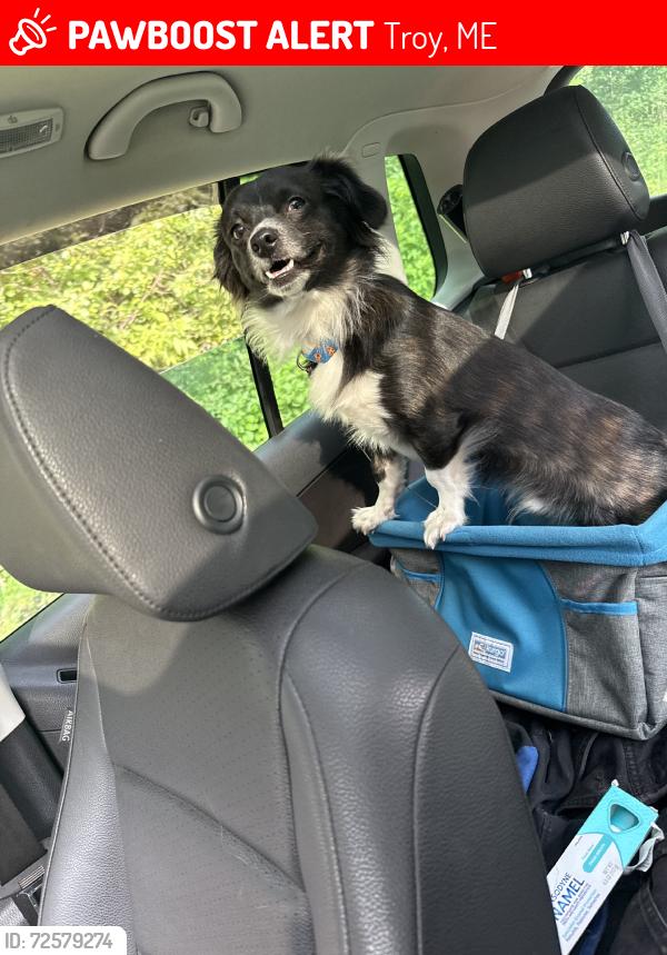 Lost Male Dog last seen Troy Center Rd, Troy, ME 04987