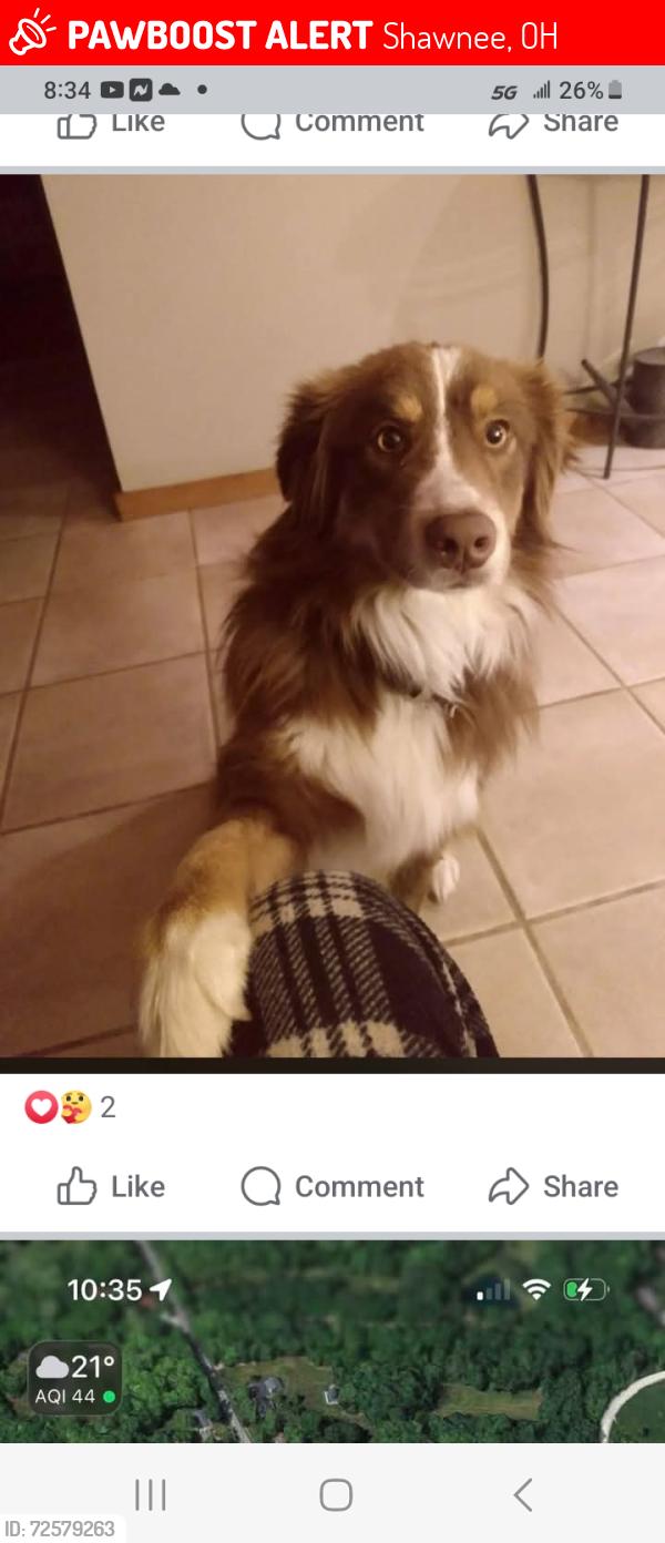 Lost Male Dog last seen Shawnee road, Lebanon,Ohio., Shawnee, OH 43730