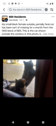 Lost Female Cat last seen Grand Parke, Jacksonville, FL 32259