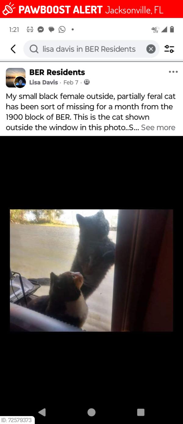 Lost Female Cat last seen Grand Parke, Jacksonville, FL 32259