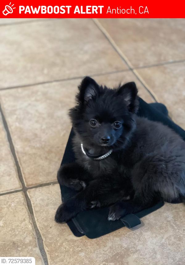 Lost Female Dog last seen Mokelumne , Antioch, CA 94531