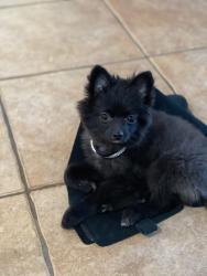 Lost Female Dog last seen Mokelumne , Antioch, CA 94531